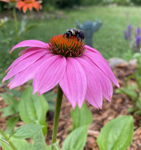 Benefits Of Michigan Native Plants - Bright Lane Gardens