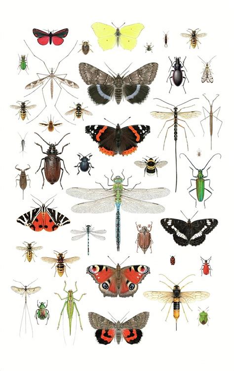 British Insects Lifesize Compilation 2 Carim Nahaboo Artwork