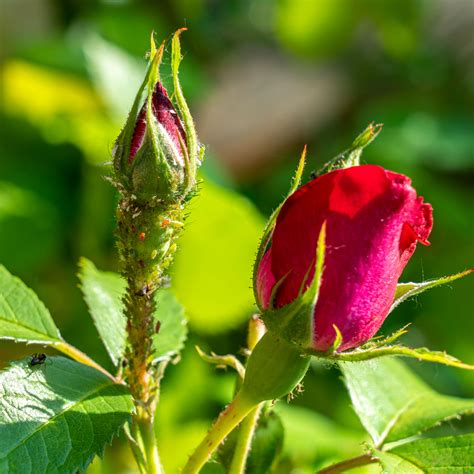 Why Are My Rose Leaves Turning Yellow And How To Fix Them Ideal Home