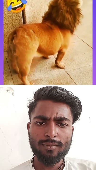 Kuta Hai Tu Kuta 🤣🤣🤣😂😀😂 Dog Funny Doglover Comedy