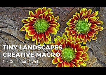 Tiny Landscapes: Using Nik Viveza & Nik Color Efex for Creative Macro ...