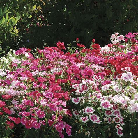 Ideal Select™ Hybrid Mix Dianthus Seeds Park Seed