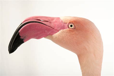 Bir035 00070 Joel Sartore