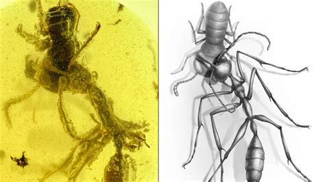 Ancient ‘hell ant’ in midst of devouring prey found preserved in amber ...