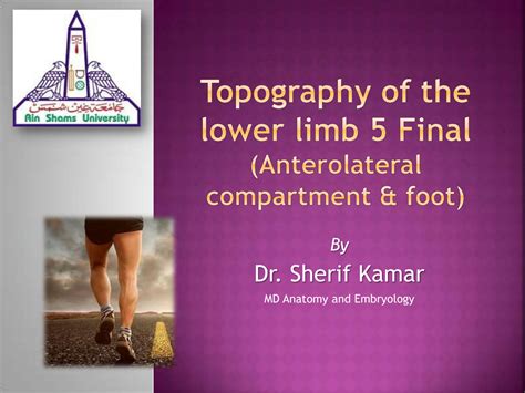 Solution Topography Of The Lower Limb Studypool