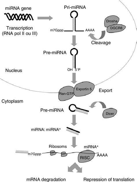 MiRNA Biogenesis And Mechanism Of Action MiRNAs Are First Transcribed