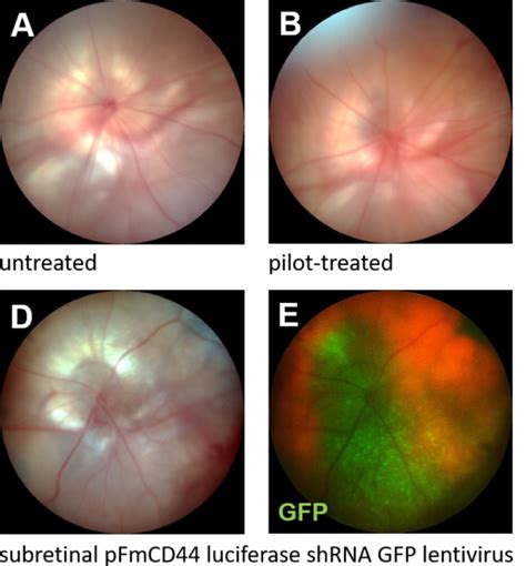 Subretinal Injection Damage Has Implication For Experimental Control