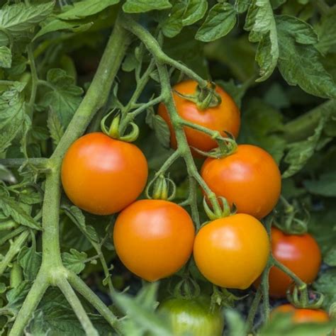 Blight Resistant Tomatoes