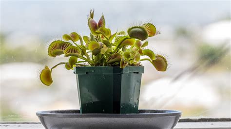 How To Grow And Care For Venus Flytrap