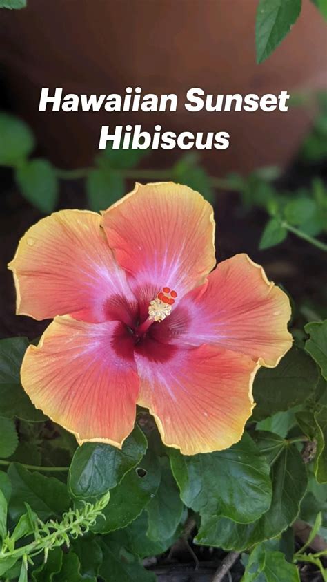 How To Grow And Care For Hardy Hibiscus Flowers Artofit