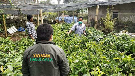 Program Pemberdayaan Petani Yayasan Hadji Kalla Bagikan Bibit