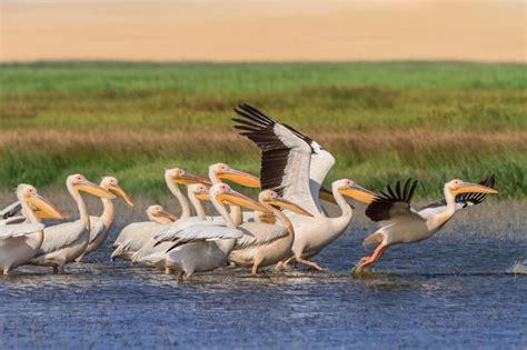 Pel Canos Blancos Pelecanus Onocrotalus Foto Premium