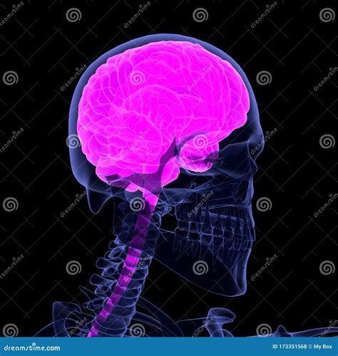 3d Illustration Human Skeleton And Brain 3D Render Stock Illustration