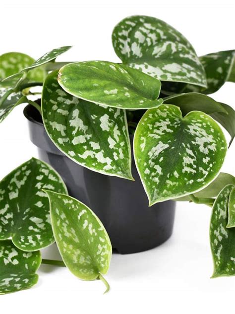 Satin Pothos Care Made Easy A Step By Step Guide Mod And Mint Plant Care