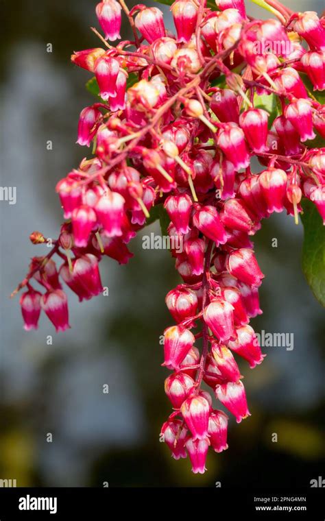 Red Pieris Passion Beautiful Pieris Japonica Stock Photo Alamy