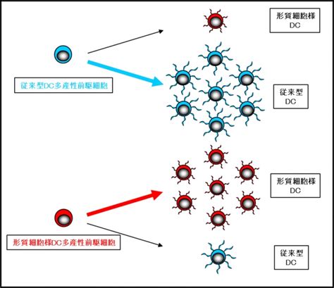 「免疫の司令塔、樹状細胞の源となる細胞を発見」【樗木俊聡 教授】 国立大学法人 東京医科歯科大学