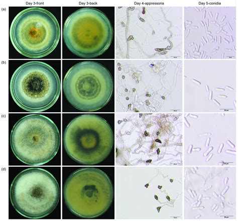 Morphological Characteristics Of Colonies Grown On Pda At Day 3