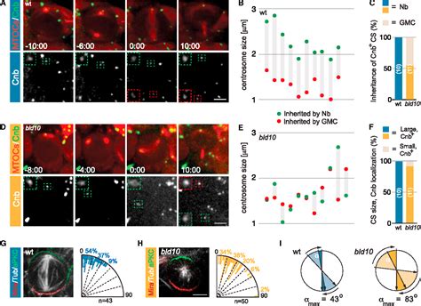 Figure 4 From The Centriolar Protein Bld10 Cep135 Is Required To