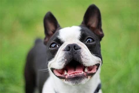 14 Black And White Dog Breeds That Are So Cute With Pictures