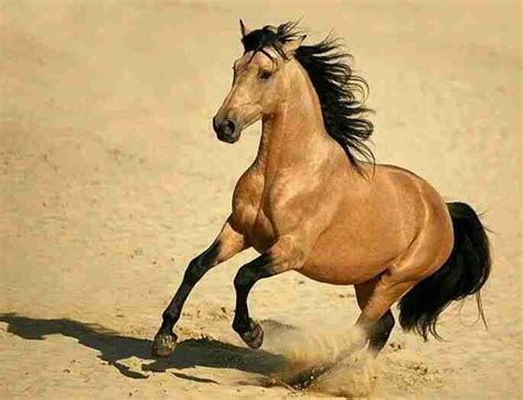 Wild Buckskin Stallion