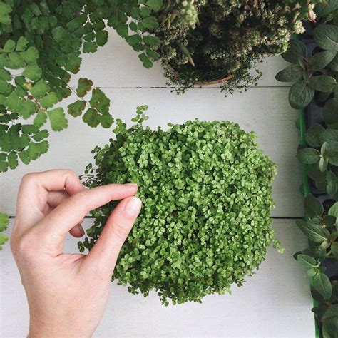 Цветок солейролия: как ухаживать за комнатными растениями видов Грин и ...