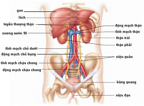 Vị trí các cơ quan trong ổ bụng+ đoán bệnh qua vị trí đau bụng