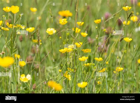 Meadow Buttercups Ranunculus Acris Stock Photo Alamy