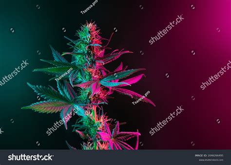 Aesthetic Weed Leaf Images Stock Photos Vectors Shutterstock