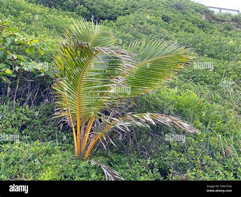 Coconut Palm Cocos Nucifera Stock Photo Alamy