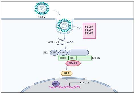 Uncovering the Interaction between TRAF1 and MAVS in the RIG-I Pathway ... 