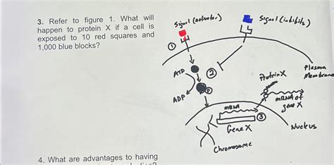 Solved Refer to figure 1. ﻿What will happen to protein x ﻿if | Chegg.com