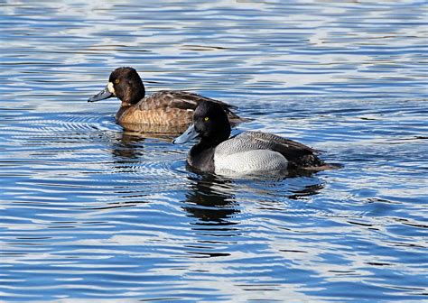 Lesser Scaup Pair Seen While Walking Around Mill Lake In A Flickr