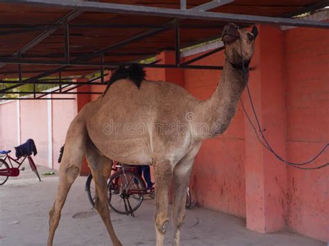 Camel Tied By Rope In Parking Shed Stock Image Image Of Meat Hump