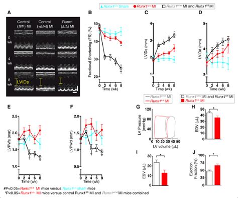 Cardiac Function In Runx Mice A Echocardiography Scale X