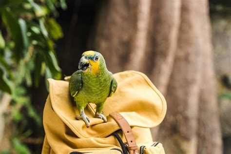 Sonhar Papagaio Significado e interpretação