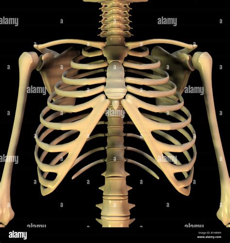 Medizinische Anatomie Hi Res Stock Photography And Images Alamy