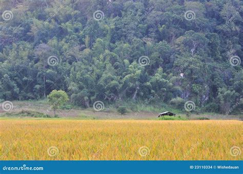 Montanha Dourada Do Campo Do Arroz Da Paisagem Foto De Stock Imagem