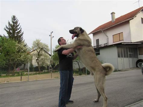 KANGAL - prva registrirana uzgajivačnica kangala u Hrvatskoj