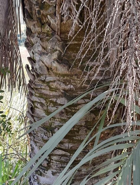 Butia Paraguayensis Barb Rodr L H Bailey Dwarf Yatay Palm World