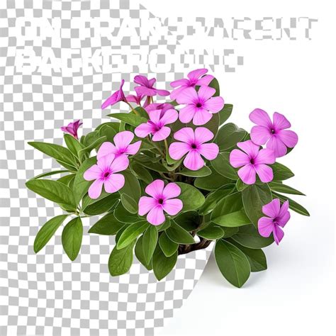 Premium Psd Catharanthus Roseus Madagascar Periwinkle Flower In The