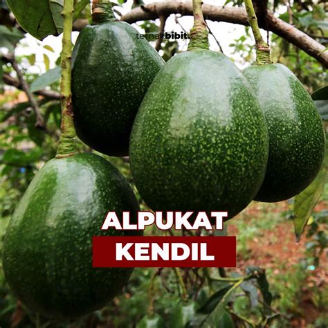 Jual Ternakbibit Bibit Alpukat Kendil Super Jumbo Hasil Okulasi