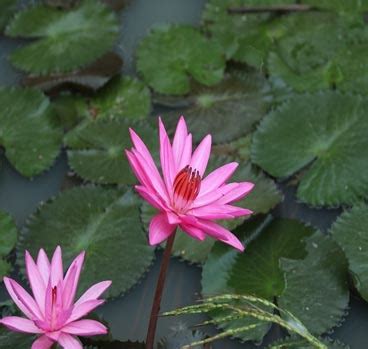 Flora in Satpura National Park