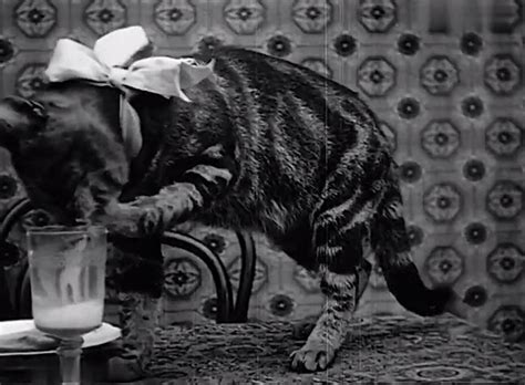 Pussy S Breakfast 1905 Cinema Cats