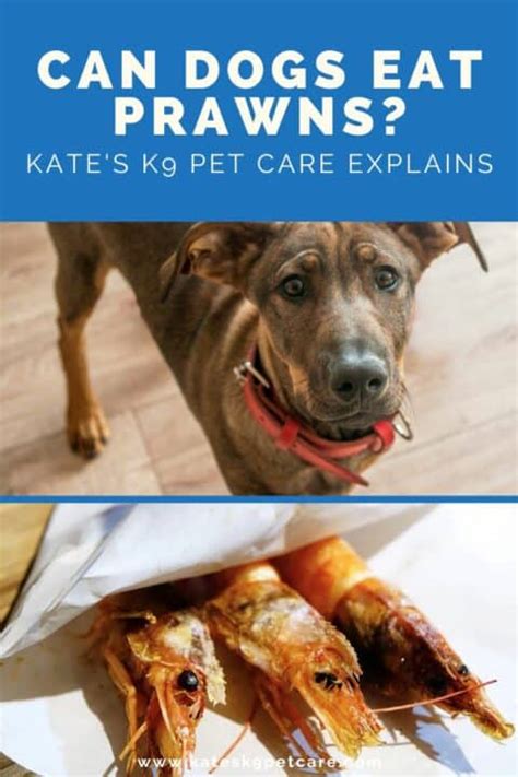 Can Dogs Eat Prawns What You Need To Know Kates K9 Pet Care