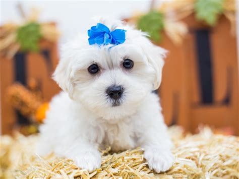 Malti Poo Puppy White Id14402 Located At Petland Wichita Kansas