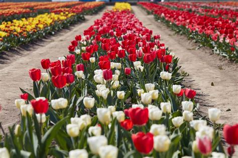 Tulip Flowers Rows And Field In Spring Sunlight Stock Image Image Of