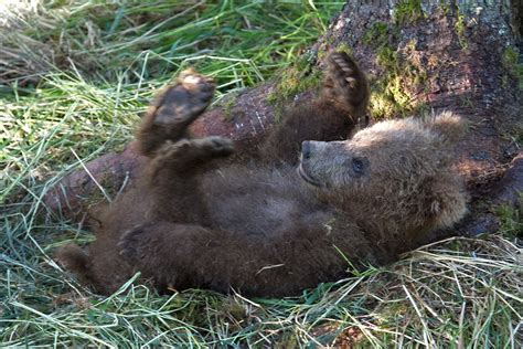 Katmai_Bears_2016__DSC6106 Teddy Bear - Bonnie Flamer Photography | Bonnie Flamer Photography