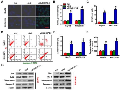 SUMO1P3 Silencing Induced HCC Cell Apoptosis In Vitro MHCC97H And