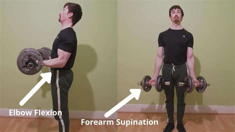 Biceps Brachii Muscle: Origin, Insertion, Function | Critical Body