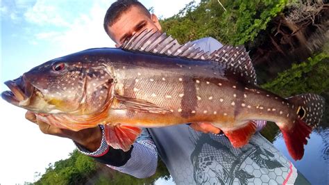 TUCUNARÉ PACA AÇU NA AMAZÔNIA BARCELOS LUGAR DE PEIXE GRANDE